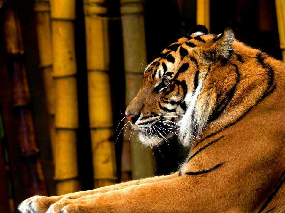 Gambar harimau sumatera (Panthera tigris sumatrae) | Foto: RaeWallis/Pixabay