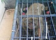Monyet Dijebak dengan Perangkap Lantaran Masuk Permukiman Warga