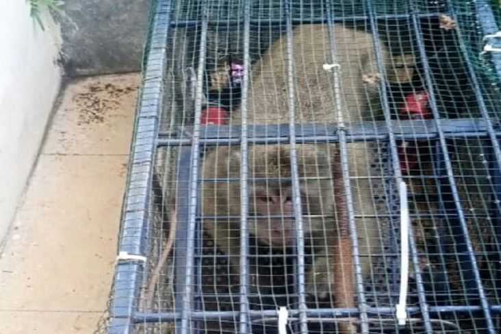 Satu ekor monyet ekor panjang masuk sebuah perangkap yang dipasang oleh petugas BKSDA di lingkungan SMPN 10 Cimahi. | Foto: Istimewa/Sindonews