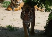 Harimau Sumatera Kembali Diduga Serang Ternak Warga