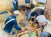 Harimau Sumatera Masuk Perangkap, pada Tubuhnya Ditemukan Banyak Luka