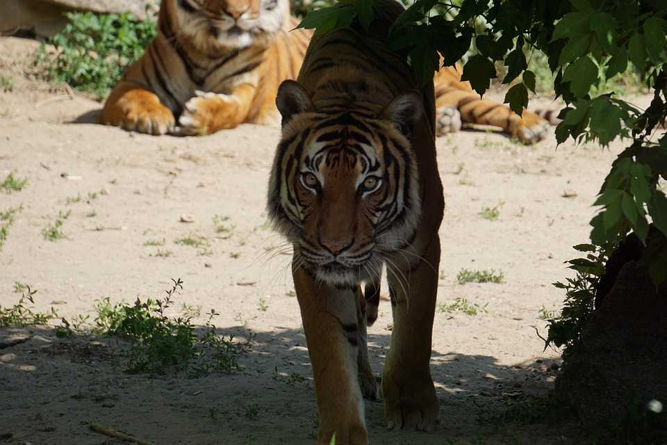 Ilustrasi harimau sumatera (Panthera tigris sumatrae). | Foto: Pixabay