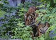 Konflik Harimau Sumatera Kembali Terjadi, BBKSDA Pasang Jebakan