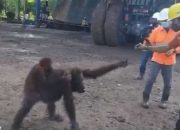 Susutan Hutan Dinilai Penyebab Orangutan Masuk Area Pertambangan