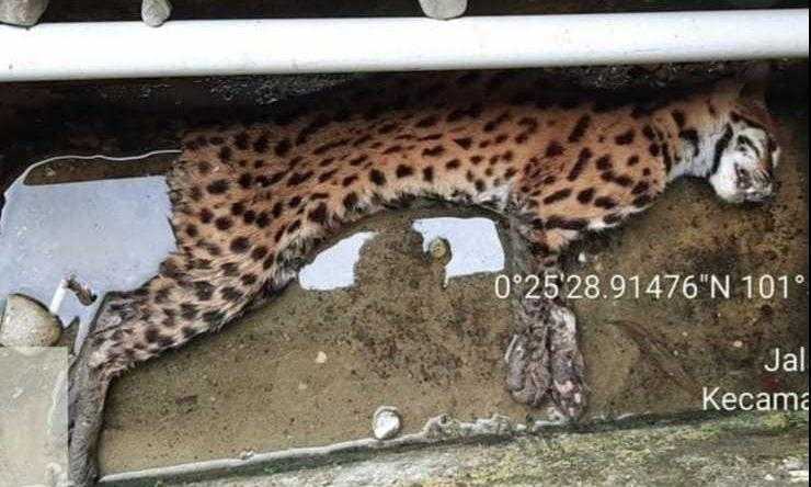 Seekor kucing kuwuk ditemukan mati. | Foto: Dok. BBKSDA Riau