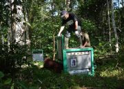 Usai Jalani Rehabilitasi, 8 Individu Orangutan Dilepasliarkan di TNBBBR