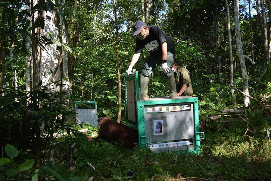 Pada saat pelepasliaran orangutan di TNBBBR, Katingan, Kalimantan Tengah. | Foto: Indrayana/BOSF