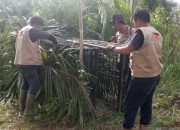 Harimau Sumatera Masuk Permukiman, BKSDA Pasang Kandang Jebak