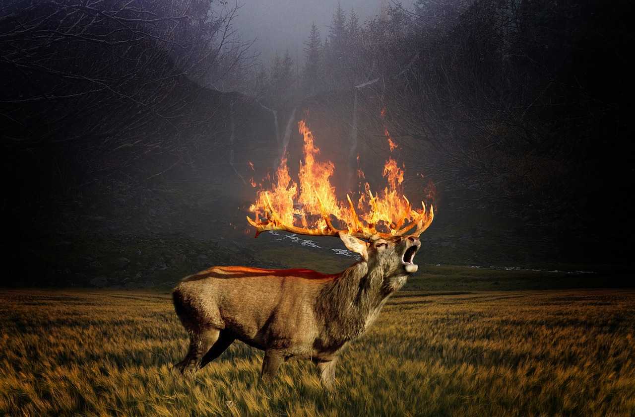 Gambar rusa hutan api kebakaran. | Foto: Comfreak/Pixabay