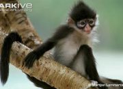 Kekah Natuna, Terkenal sebagai Primata Pemalu dan Berkacamata