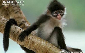 Kekah Natuna, Terkenal sebagai Primata Pemalu dan Berkacamata
