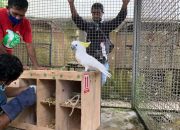 BKSDA Maluku Terima 7 Burung Endemik Hasil Translokasi