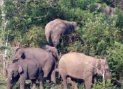 Sekawanan Gajah Sumatera Datang ke Permukiman dan Kebun Warga