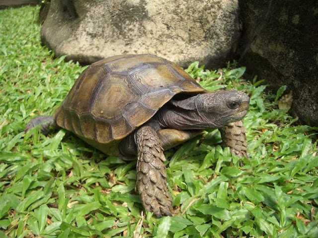 Ilustrasi kura-kura darat terbesar di Asia yaitu baning coklat (Manouria emys). | Foto: Kampungkurajatim