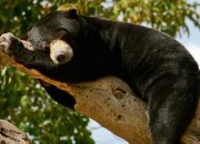 Sering Muncul di Permukiman, Beruang Madu Disebut Resahkan Warga