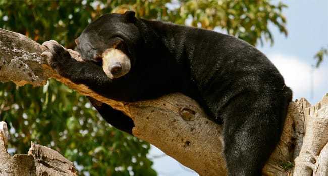 Gambar seekor beruang madu (Helarctos malayanus). | Foto: Get Borneo