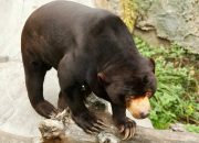 Warga Cemas, Jejak Beruang Madu Ditemukan di Area Kebun Karet