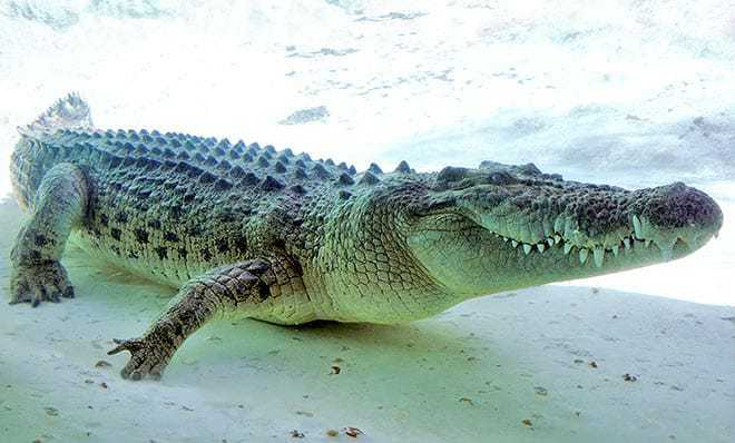 Ilustrasi buaya muara (Crocodylus porosus). | Foto: Giuseppe Mazza/Monaconatureencyclopedia