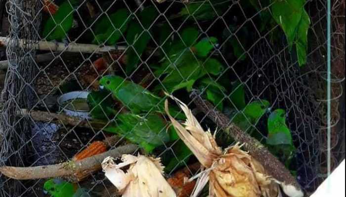 Dianggap Hama, 40 Ekor Burung Dilindungi Ditangkap Warga