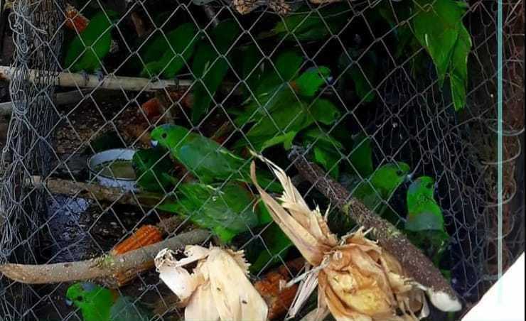Burung liar dilindungi yang diamankan oleh petugas dari rumah warga Desa Tirto Asri, Gorontalo. | Foto: Dok. BKSDA Sulawesi Utara