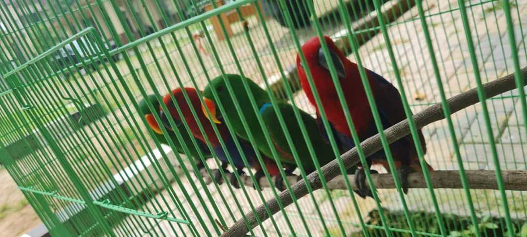 Burung dilindungi. | Foto: Dok. Karantina Pertanian Tanjung Priok