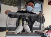 Jual Burung Kakatua dan Cucak Ijo, Pelaku Terancam Pidana