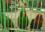 56 Ekor Burung Langka Endemik Papua Gagal Diselundupkan