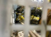 Ribuan Burung Ilegal Berhasil Diadang KSKP di Pelabuhan Bakauheni