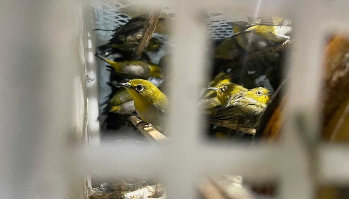 Ribuan Burung Ilegal Berhasil Diadang KSKP di Pelabuhan Bakauheni