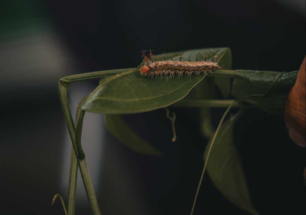 Gambar ulat atau larva (sebelum menjadi kepompong atau pupa). | Foto: Dwi Laksono