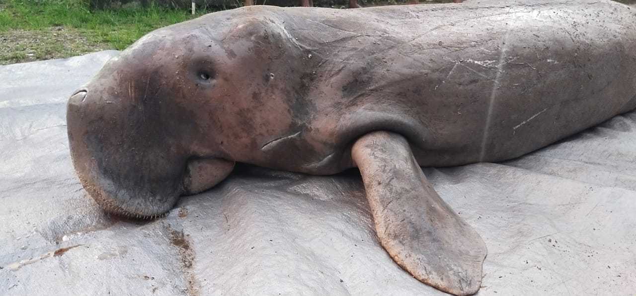 Seekor dugong atau duyung (dugong dugon) ditemukan mati terdampar di perairan kota Waisai, Ibu Kota Kabupaten Raja Ampat, Papua Barat. | Foto: BKKPN Kupang