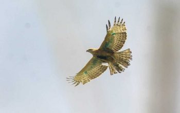 Gambar burung elang jawa yang dilepasliarkan di Taman Nasional Gunung Halimun Salak. | Foto: Biro Humas KLHK