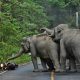 Ilustrasi sekawanan gajah liar. | Foto: Antara