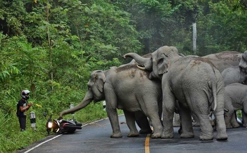 Ilustrasi sekawanan gajah liar. | Foto: Antara