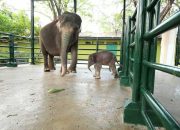 Lagi! Seekor Gajah Dikabarkan Tengah Sakit di KBS