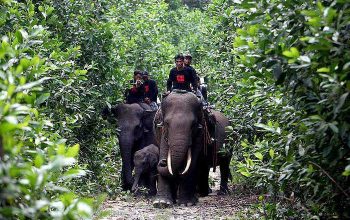 Satwa liar dilindungi yaitu gajah sumatera di Taman Nasional Tesso Nilo (TNTN). | Foto: Riau Daily