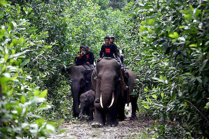 Satwa liar dilindungi yaitu gajah sumatera di Taman Nasional Tesso Nilo (TNTN). | Foto: Riau Daily
