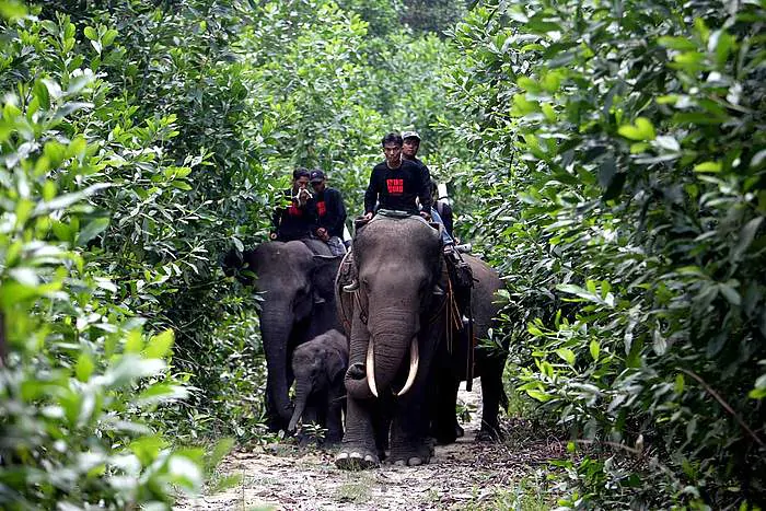 Satwa liar dilindungi yaitu gajah sumatera di Taman Nasional Tesso Nilo (TNTN). | Foto: Riau Daily