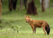 Diduga Pakan di Hutan Habis, Anjing Ajag Berburu ke Perkampungan