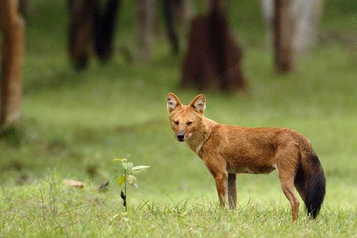 Ilustrasi seekor anjing hutan atau ajag. | Foto: Alamendah.org