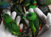 Angkut Ribuan Burung Kicau Asal Borneo, Penyelundup Dihadang di Pelabuhan Paciran