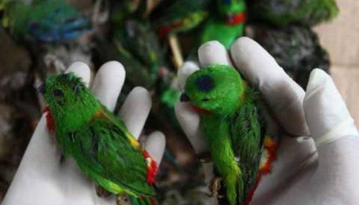 Angkut Ribuan Burung Kicau Asal Borneo, Penyelundup Dihadang di Pelabuhan Paciran