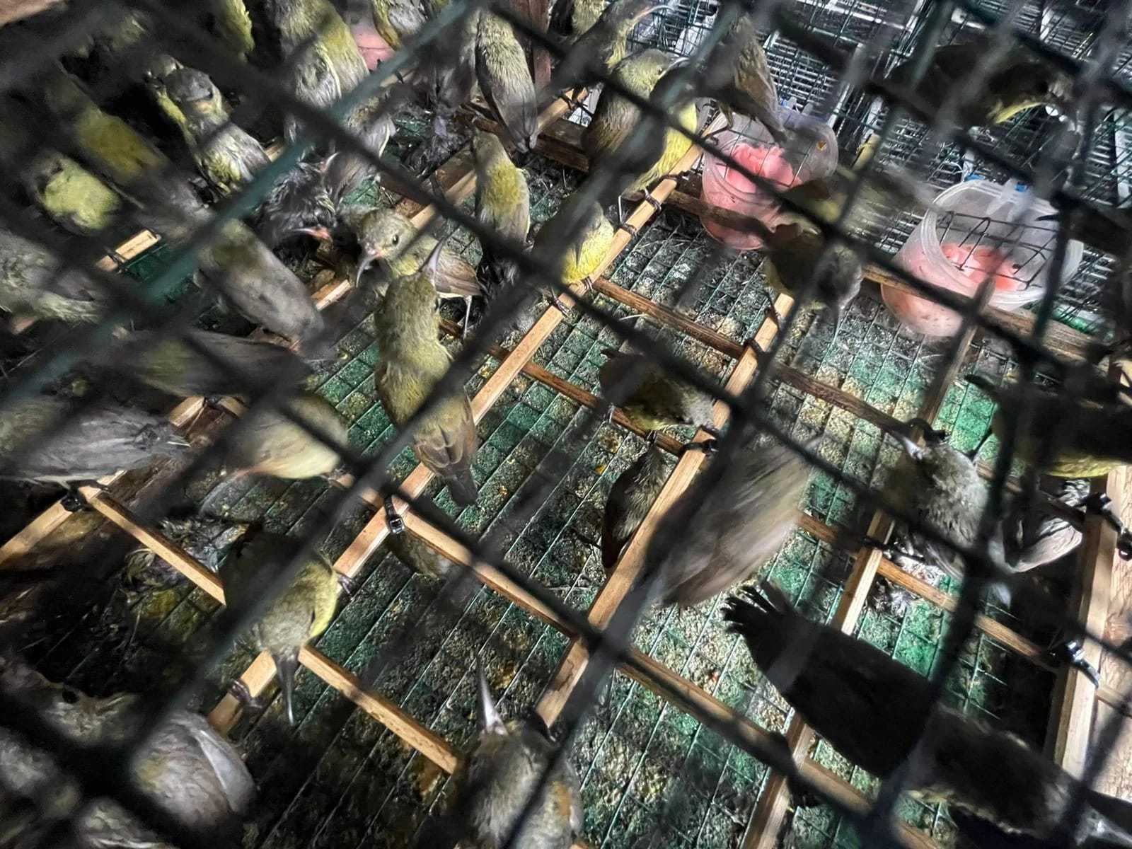 Ribuan burung kicau diselundupkan dari Pelabuhan Bahaur Kalimantan Tengah ke Pelabuhan Paciran Lamongan. | Foto: Arry Saputra/JPNN