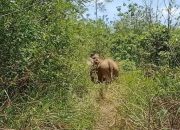 Belasan Gajah Liar Kembali Memasuki Perkebunan Warga
