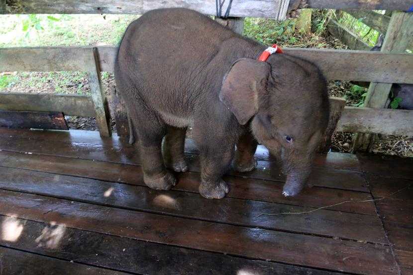 Gambar anak gajah liar betina yang terkena jerat saat berada di klinik sebelum proses pengobatan di Pusat Latihan Gajah (PLG) Saree, Aceh Besar, Aceh, Senin (15/11/2021). Satwa langka ini kini telah mati. | Foto: Syifa Yulinnas/Antara
