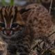 Gambar seekor kucing hutan yang ditemukan oleh seorang warga di kebun kelapa sawit. | Foto: Dok. BBKSDA Riau