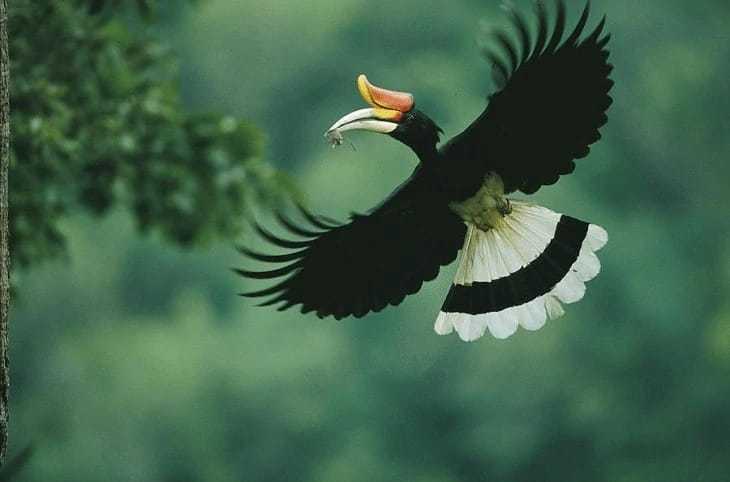 Ilustrasi burung enggang cula atau rangkong badak. | Foto: Jalak Suren