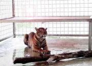 Terbilang Cukup Kurus, Harimau Sumatera Siap Dilepasliarkan