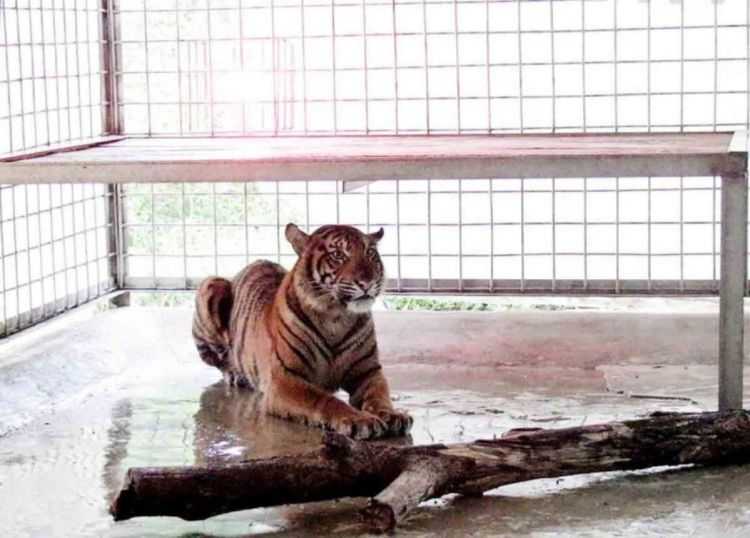 Seekor harimau sumatera bernama Puti Maua yang direncanakan akan dilepasliarkan. | Foto: Dok. PRHSD Arsari
