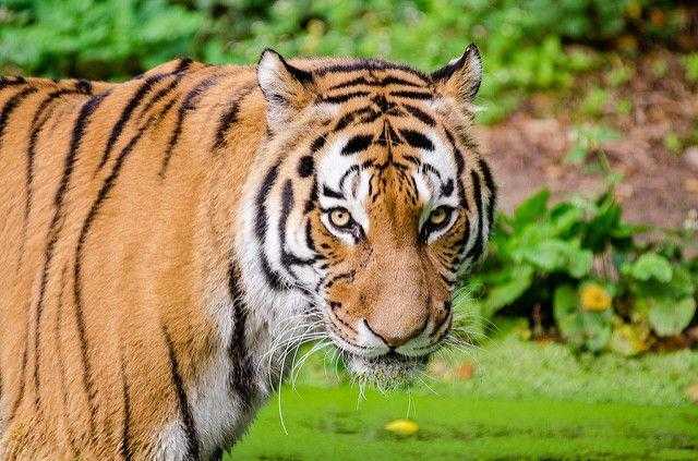 Ilustrasi harimau sumatera (Panthera tigris sumatrae). | Foto: Mathias Appel/Flickr